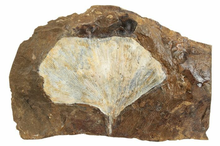 Fossil Ginkgo Leaf From North Dakota - Paleocene #236653